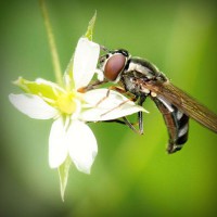 /album/stardoll-sd-hilesi-tr-gg/photolia-a02-jpg/