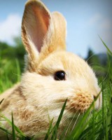 /album/stardoll-sd-hilesi-tr-gg/photolia-a03-jpg/