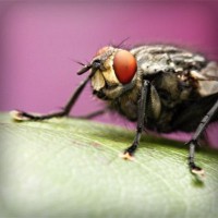 /album/stardoll-sd-hilesi-tr-gg/photolia-a08-jpg/